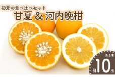 【先行予約】初夏の食べ比べセット～甘夏&河内晩柑～(各5玉) | 柑橘 かんきつ 甘夏 河内晩柑 フルーツ 果物 期間限定 【2026年4月下旬頃から発送予定】愛媛県 松山市 ココオ Koko'o