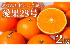 【先行予約】【2025年11月下旬頃順次発送】 あいか28号 2kg 愛果28号 愛媛 みかん あいか あいか28号 愛果 愛果28号 紅マドンナ 紅まどんな と同品種 蜜柑 アイカ 柑橘 果物 贈答 愛媛のみかん くだもの フルーツ あいか ご家庭用 みかん 数量限定  愛媛県産 ミカン 愛果28号 愛媛県 松山市