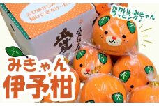 【先行予約】【2026年2月上旬～2月下旬頃発送】 みきゃんいよかん 2kg｜ いよかん 伊予柑 イヨカン みきゃん  柑橘 取り寄せ 甘いみかん ギフト 愛媛県産 ミカン みかん mikan 蜜柑 フルーツ 果物 くだもの お取り寄せ 産地直送 数量限定 人気 おすすめ 送料無料 贈答 ギフト 愛媛県 松山市
