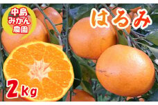 【2026年3月から発送】 はるみ 小玉 2kg