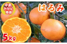 【2026年3月から発送】 はるみ 小玉  5kg