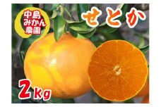 【2026年3月から発送】 せとか 小玉 訳あり 2kg