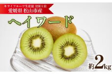 キウイフルーツ ヘイワード 約2kg 【11月中旬頃~11月下旬頃発送】 |  キウイ グリーンキウイ ヘイワード キウイフルーツ フルーツ 果物 きうい くだもの デザート 産地直送 数量限定 国産 送料無料 愛媛県 松山市