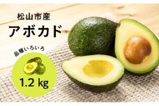 家庭用アボカド1.2Kg（松山市産/品種おまかせ）