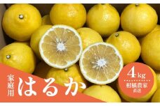 【2月初旬頃発送予定】春を呼ぶ はるか 家庭用 4kg | みかん 4kg みかん 愛媛 みかん 松山 みかん 農家直送 家庭用 柑橘 愛媛 松山 北条 果物 フルーツ 産地直送 みかん 農園直送 