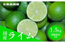 さわやか果実  ライム 約1.5kg  | ライム みかん 柑橘 国産ライム ジュース カクテル スイーツ サラダ 愛媛 松山 北条 果物 フルーツ 産地直送
