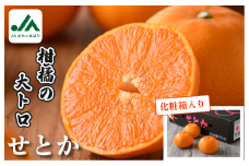【先行予約】【数量限定】せとか 化粧箱  3L～L 10～15玉【KC00630】とろけるやわらかな果肉が特長 みかん 柑橘 せとか フルーツ 贈答用