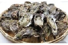 瀬戸の生ガキ(上)(12月～3月限定)(愛媛県漁業協同組合大三島支所) [LD00310]