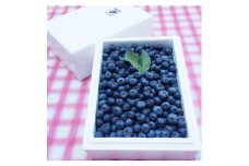 今治産ブルーベリー「媛ベリー」1kg７月下旬～8月下旬限定（森のともだち農園玉川町） [LC00880]