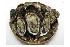 瀬戸の生ガキ（中）（12月～３月限定）（愛媛県漁業協同組合大三島支所） [LC00150]