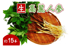菊間高麗人参　約50ｇ [VC01090]