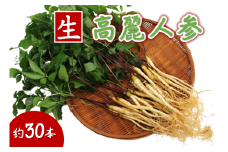 菊間高麗人参　約100ｇ [VD00970]