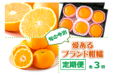 《数量限定》旬の今治　愛あるブランド柑橘定期便 [KD03030]