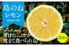 【先行予約】【訳あり】島のねレモン　2.5kg 【K001600】
