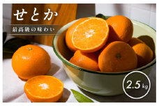 【先行予約】【数量限定】ホリ田ヤ せとか 2.5kg【K002420】