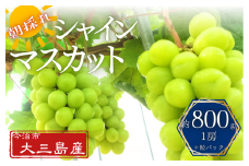 シャインマスカット 房1つとパック1つ　計約800g【V003200】