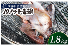 天然ブランド真鯛「10ノット真鯛」（ラウンド1.8kg前後1尾）【V002790】