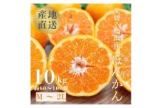 国安さんちの愛媛ポンカン10kg＜D20-4＞【1094581】