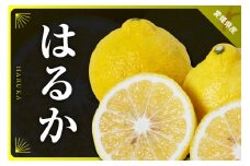 三代目がつくるはるか4kg＜D31-8＞_ みかん ミカン 柑橘 フルーツ 果物 くだもの 青果 はるか 産地直送 産直 愛媛 甘い ジューシー 常温 【1042520】