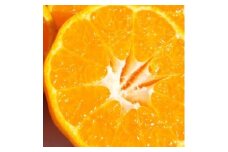 若水の香りきわ立つ「西宇和ポンカン」約4kg＜C28-4＞【1119725】