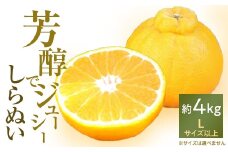 「芳醇」八幡浜産しらぬい約4kg＜C28-7＞【1119942】