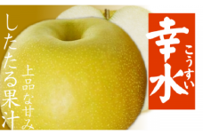したたる果汁と上品な甘み 愛媛・八幡浜産・特産梨「幸水」約3kg＜C28-12＞【1114964】