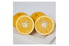 ミヤモトオレンジガーデンの「サンフルーツ7kg」＜D25-12＞【1268371】