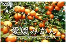 コウ果樹園の「小玉みかん10kg」!“柑橘王国”愛媛県八幡浜の＜完熟みかん＞＜C33-15＞【1051466】