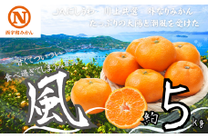 JAにしうわの季節の柑橘(川上共選　風5kg)＜C08-22＞【1443259】