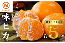 JAにしうわの季節の柑橘(川上共選　味ピカ5kg)＜E08-24＞【1443302】