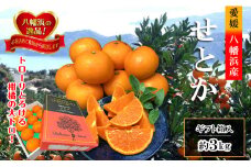 2026年2月～順次発送　柑橘の大トロ「せとか」約3kg  ＜D39-6＞【1262187】