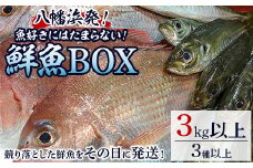 竹中水産の八幡浜発!「魚好きにはたまらない!鮮魚BOX」＜F22-135＞_ 鮮魚 天然 魚介 魚介類 海鮮 冷蔵 活き 詰合せ セット 食べ比べ 愛媛 八幡浜 産直 産地直送 国産 【1043165】