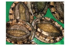 H22-174.竹中水産の定期便４回！「活アワビ・１㎏前後（×３回）＋おまかせ鮮魚（×１回）」