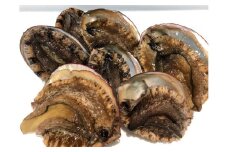 H22-202.竹中水産の八幡浜発！「天然アワビ三昧（大サイズ入り！）・１kg前後」
