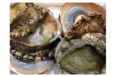H22-203.竹中水産の八幡浜発！「天然アワビ大型サイズ・610ｇ前後以上！」＋鮮魚１品