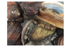 H22-205.竹中水産の八幡浜発！「天然アワビ・サザエ三昧！」＋鮮魚１品