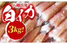 ＜冷凍便＞八幡浜発!「白イカ(剣先イカ)」3.0kg!＜H22-209＞【1047026】