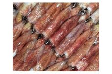 ＜冷凍便＞八幡浜発!「白イカ(剣先イカ)」ドカーンと2kg!＜F22-210＞_ いか イカ 剣先イカ 剣先いか 剣先 白イカ 白いか 烏賊 魚介 魚介類 海鮮 鮮魚 冷凍 BBQ 簡単調理 愛媛 八幡浜 刺身 新鮮 【1043151】