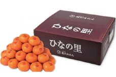 真穴みかん ＜ひなの里＞ 5kg＜F43-1＞【1490392】