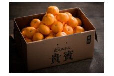 真穴みかん＜貴賓＞小粒＜D44-3＞【1490884】