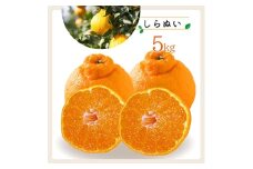 コウ果樹園「しらぬい」たっぷり5kg＜C33-23＞_ みかん ミカン 蜜柑 フルーツ 果物 くだもの 人気 美味しい 愛媛県 八幡浜市 柑橘類 柑橘 不知火 ふるさと 【1052369】