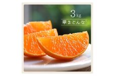 コウ果樹園「華まどんな」3kg＜D33-22＞_みかん ミカン 柑橘 マドンナ まどんな 果物 くだもの フルーツ 甘い 希少 ぷるぷる 果樹園 愛媛 ゼリーみたい デザート 愛媛みかん 密柑 美味 人気 おすすめ 送料無料【1051536】
