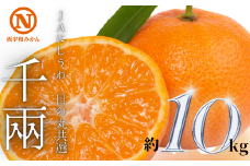 JAにしうわの季節の柑橘(日の丸共選「千兩」約10kg)＜F08-46＞【1443346】