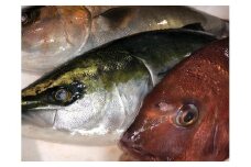 八幡浜発!竹中水産の「活き〆カンパチorハマチorタイ」＜H22-211＞_ 鮮魚 養殖魚 養殖 魚介 魚介類 海鮮 冷蔵 ハマチ カンパチ タイ 鯛 はまち かんぱち 活き 愛媛 八幡浜 産直 産地直送 国産 【1491751】