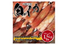 ＜冷凍便＞八幡浜発!「白イカ(剣先イカ)」ドカーンと1.5kg!＜D22-217＞【1043152】