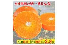 小林果園の媛一まどんな(約2.8kg)＜C24-16＞_ みかん ミカン 蜜柑 柑橘類 柑橘 フルーツ 果物 くだもの まどんな マドンナ 人気 美味しい 愛媛県 八幡浜市 ふるさと 【1124422】
