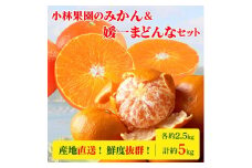 小林果園のみかん&媛一まどんなセット(各約2.5kg入)＜C24-17＞_ 蜜柑 ミカン オレンジ フルーツ 果物 くだもの 人気 美味しい 愛媛県 八幡浜 ふるさと 温州みかん 柑橘類 柑橘 【1124423】