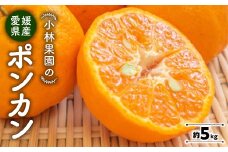 小林果園のポンカン(約5kg)＜C24-18＞_ みかん ミカン 柑橘 ポンカン ぽんかん フルーツ くだもの 果物 ふるーつ 青果 果実 甘い ジューシー 産直 産地直送 旬 柑橘類 人気 愛媛 果汁 八幡浜市 【1124424】