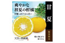 天空の果樹園からの甘夏 7kg(家庭用)＜C45-24＞【1339365】