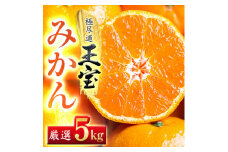 ＜愛媛名産＞玉宝みかん(5kg)＜D64-1＞_ みかん 愛媛 ミカン 蜜柑 愛媛県 愛媛みかん 柑橘 果実 果物 くだもの フルーツ ふるーつ デザート 人気 ジューシー おいしい 国産 八幡浜市 産地直送 産直 送料無料 【1340879】